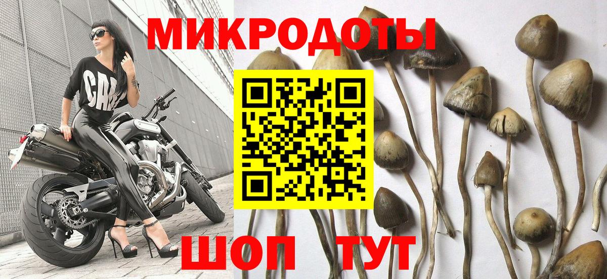 Галлюциногенные грибы Psilocybe  Галлюциногенные грибы Psilocybe  цены   Ачхой-Мартан  Вход с VPN 